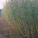 Special fast rotation crops like willow and miscanthus produce biomass efficiently