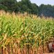 Corn can be used to produce biofuels